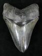 Sharply Serrated Megalodon Tooth - Georgia #21864-1